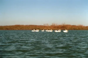 Texas Game Wardens Investigate Fatal Boat Collision Near Bird Island Basin That Killed 16-Year-Old Boy in Kleberg County